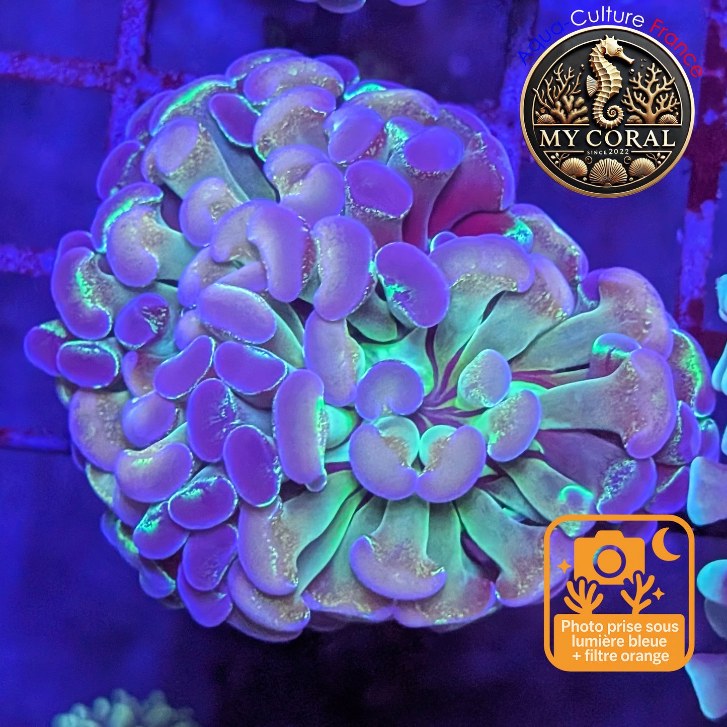 Euphyllia de Culture WYSIWYG- Paraancora Collector - Hologram Gold MASTERGRADE- EPHGM157