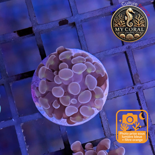 Euphyllia de Culture WYSIWYG- Paraancora - Pink Gold Salmon - EPPGS104