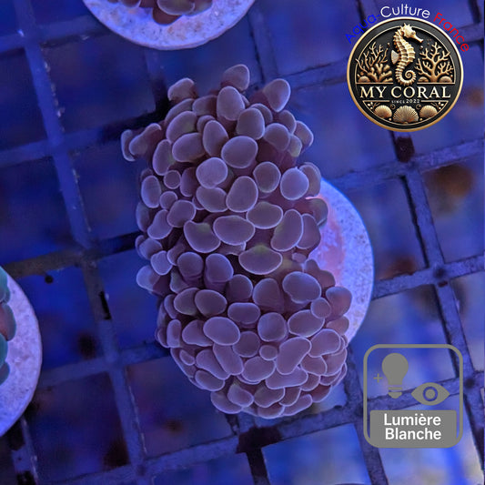 Euphyllia de Culture WYSIWYG- Paraancora - Pink Gold Salmon - EPPGS105