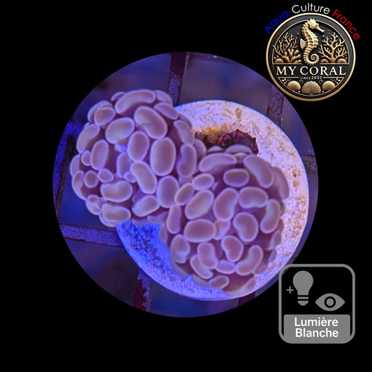 Euphyllia de Culture WYSIWYG- Paraancora - Pink Gold Salmon - EPPGS106