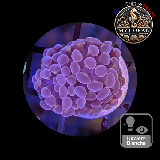 Euphyllia de Culture WYSIWYG- Paraancora - Pink Gold Salmon - EPPGS107