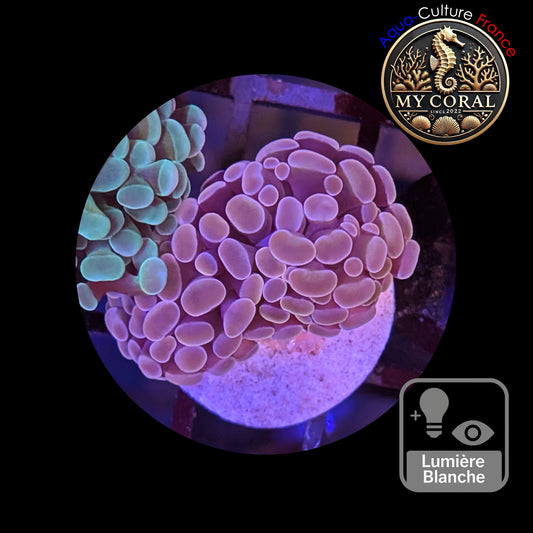 Euphyllia de Culture WYSIWYG- Paraancora - Pink Gold Salmon - EPPGS108