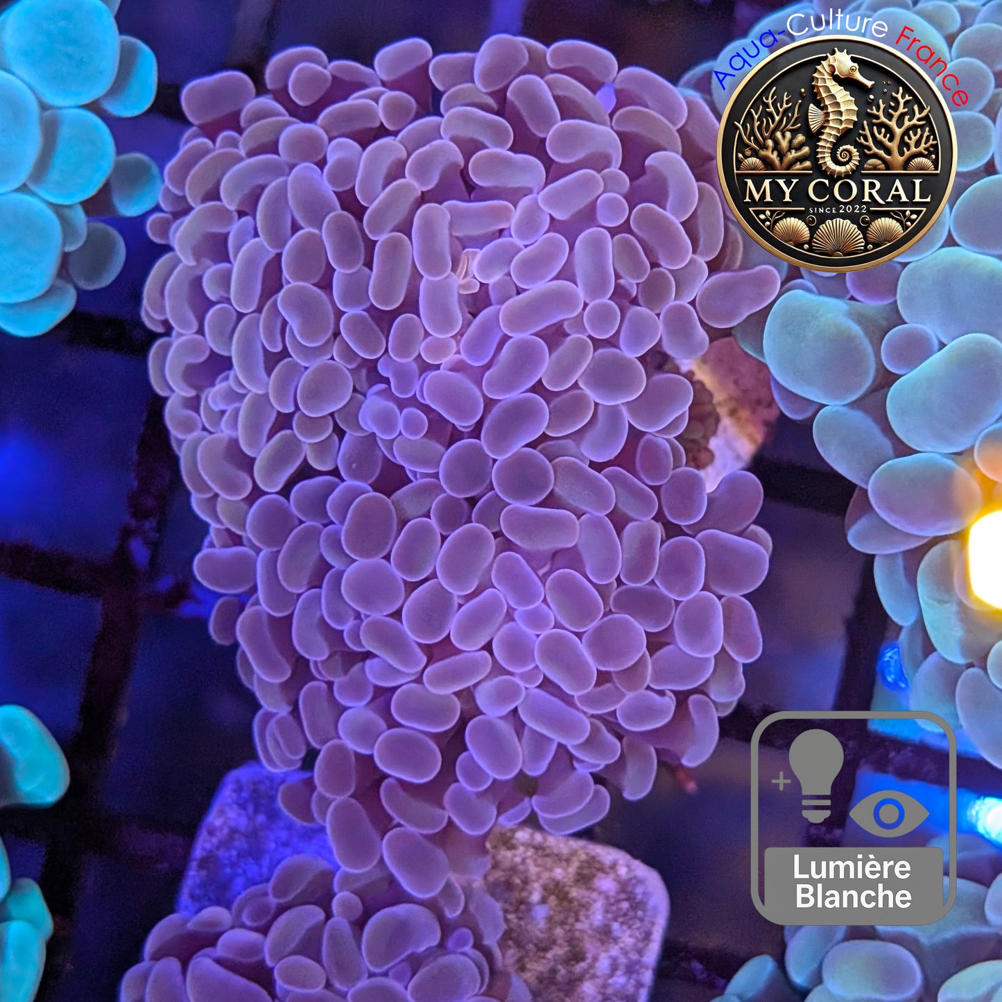 Euphyllia de Culture WYSIWYG- Paraancora - Pink Gold Salmon - EPPGS109