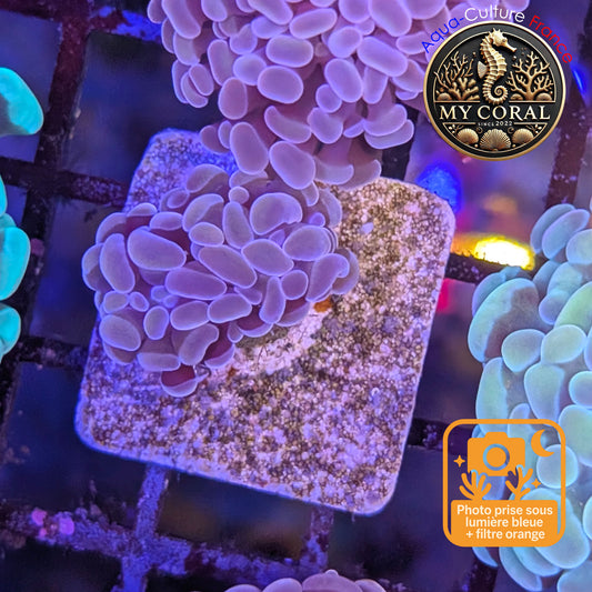 Euphyllia de Culture WYSIWYG- Paraancora - Pink Gold Salmon - EPPGS110