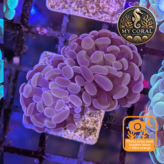 Euphyllia de Culture WYSIWYG- Paraancora - Pink Gold Salmon - EPPGS111