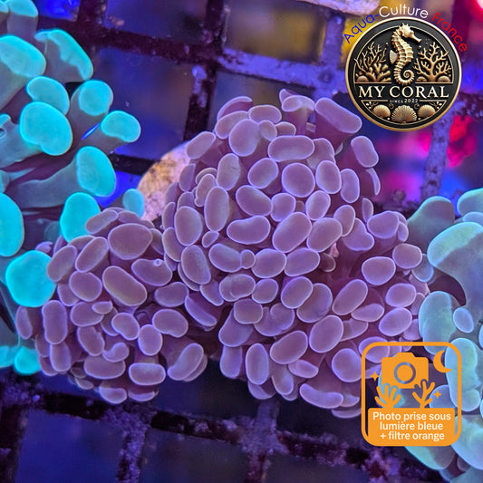 Euphyllia de Culture WYSIWYG- Paraancora - Pink Gold Salmon - EPPGS112