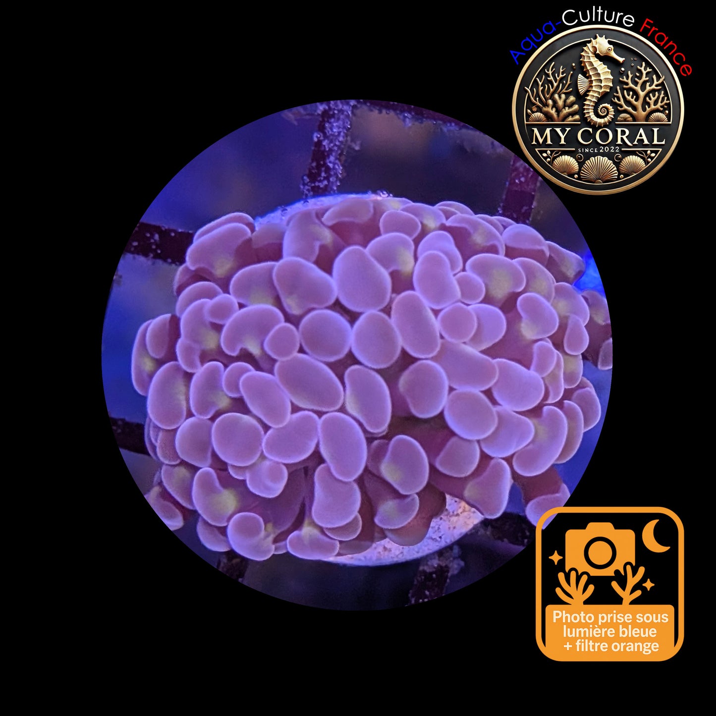 Euphyllia de Culture WYSIWYG- Paraancora - Pink Gold Salmon - EPPGS113