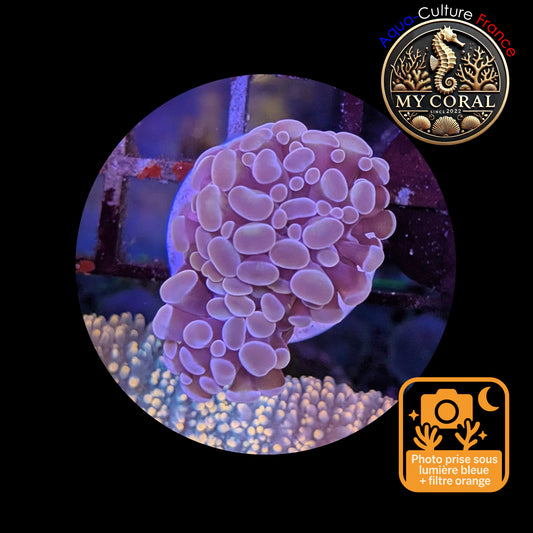 Euphyllia de Culture WYSIWYG- Paraancora - Pink Gold Salmon - EPPGS114