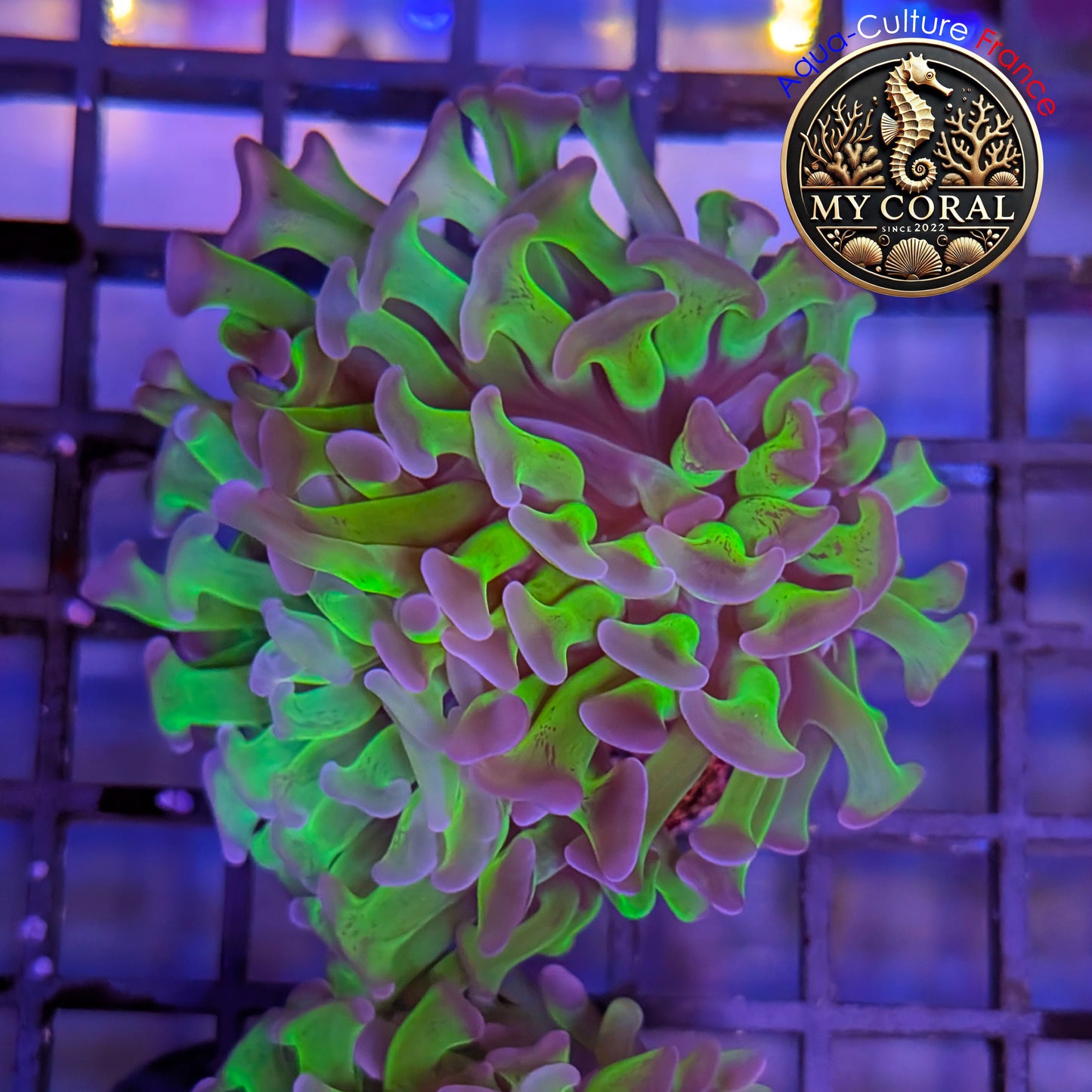 Euphyllia de Culture WYSIWYG- Paraancora - Bicolor - EPHG118