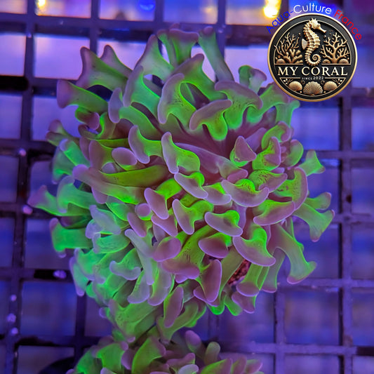 Euphyllia de Culture WYSIWYG- Paraancora - Bicolor - EPHG118