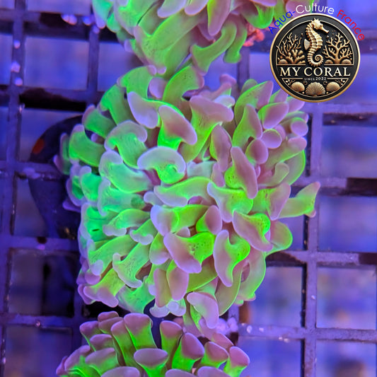 Euphyllia de Culture WYSIWYG- Paraancora - Bicolor - EPHG119