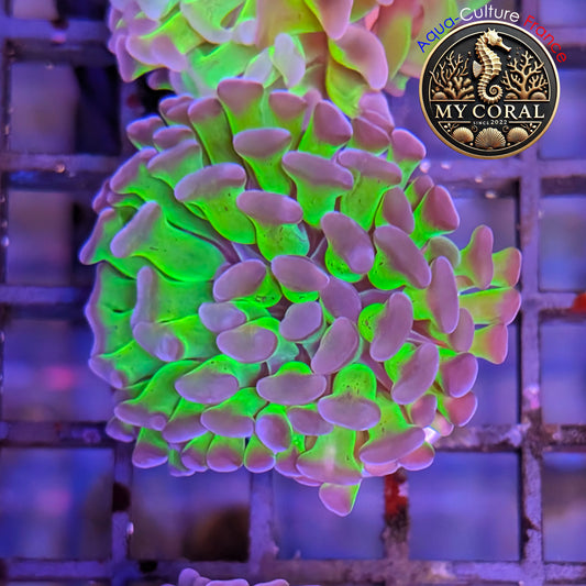 Euphyllia de Culture WYSIWYG- Paraancora - Bicolor - EPHG120