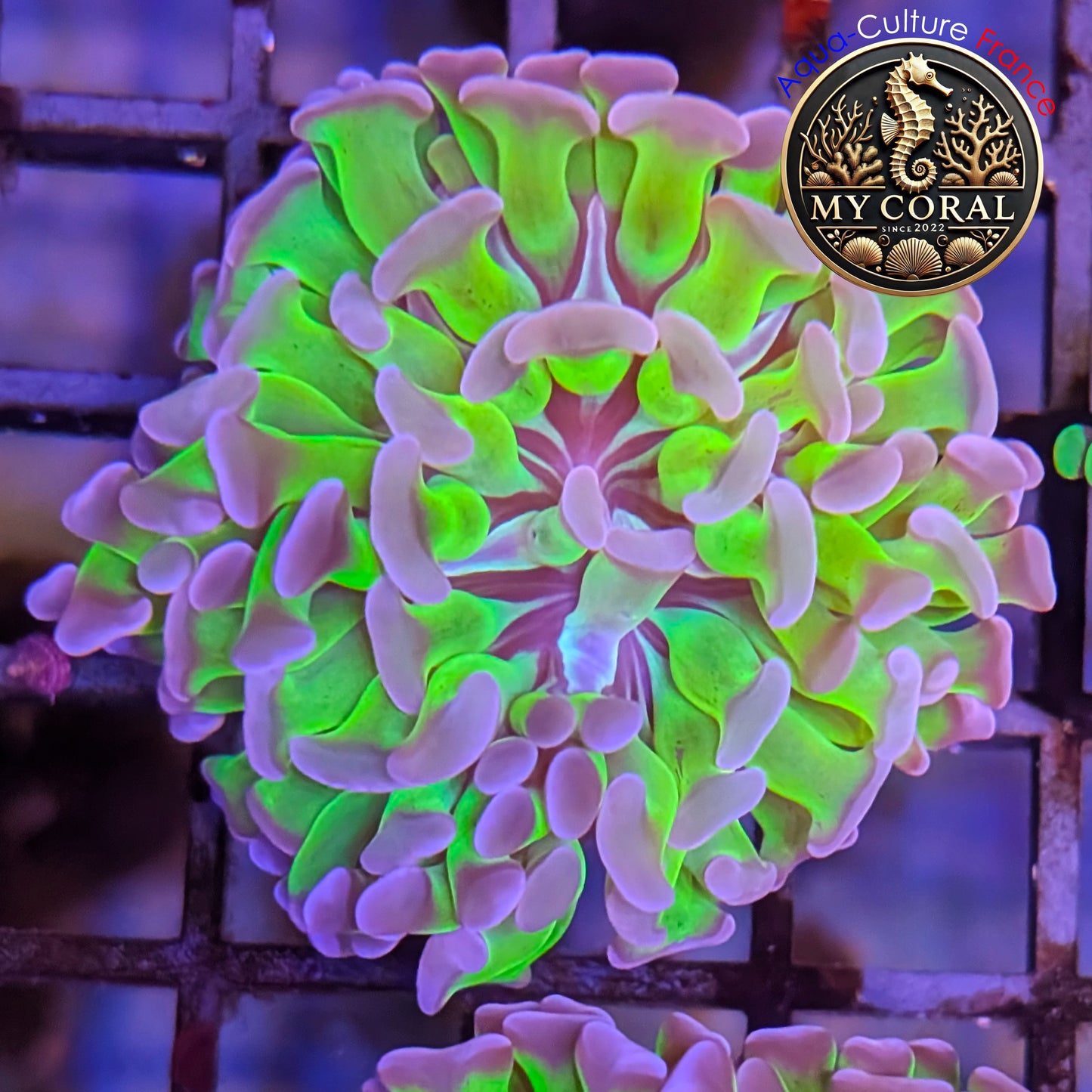 Euphyllia de Culture WYSIWYG- Paraancora - Bicolor - EPHG121