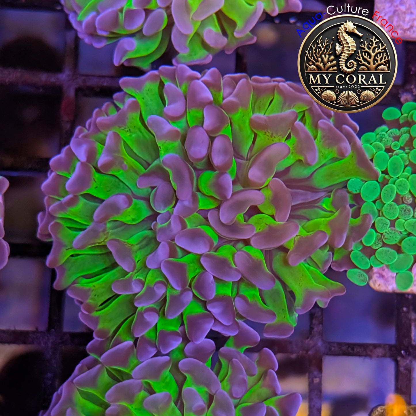 Euphyllia de Culture WYSIWYG- Paraancora - Bicolor - EPHG122