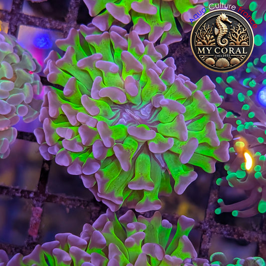 Euphyllia de Culture WYSIWYG- Paraancora - Bicolor - EPHG126