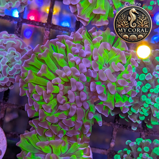 Euphyllia de Culture WYSIWYG- Paraancora - Bicolor - EPHG127