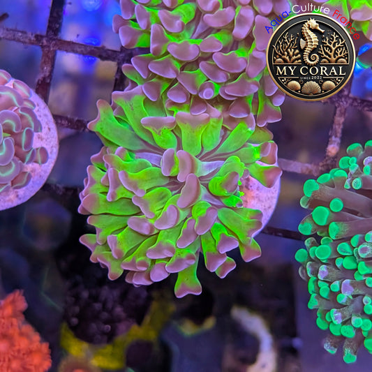 Euphyllia de Culture WYSIWYG- Paraancora - Bicolor - EPHG128