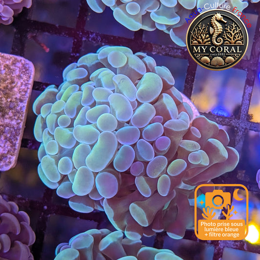 Euphyllia de Culture WYSIWYG- Paraancora - Raimbow Cream - EPRC002