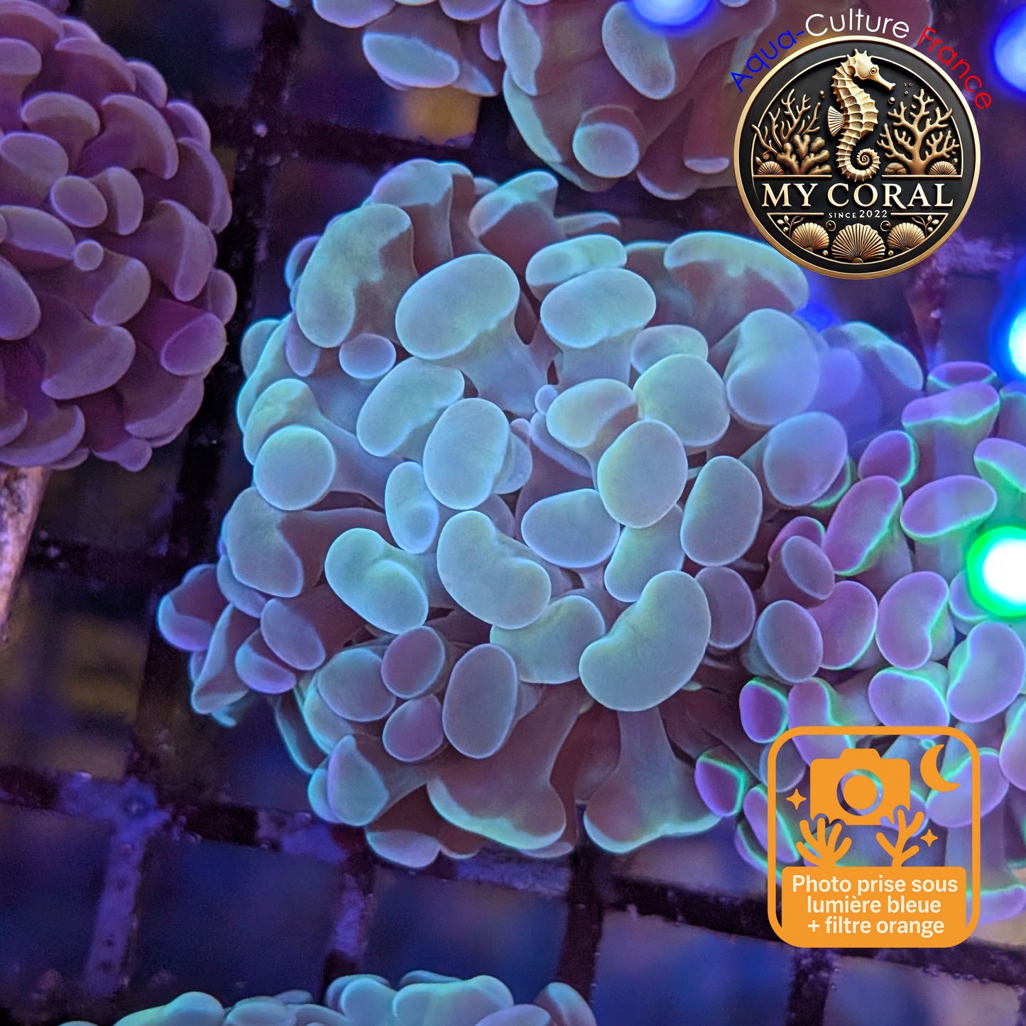 Euphyllia de Culture WYSIWYG- Paraancora - Raimbow Cream - EPRC003