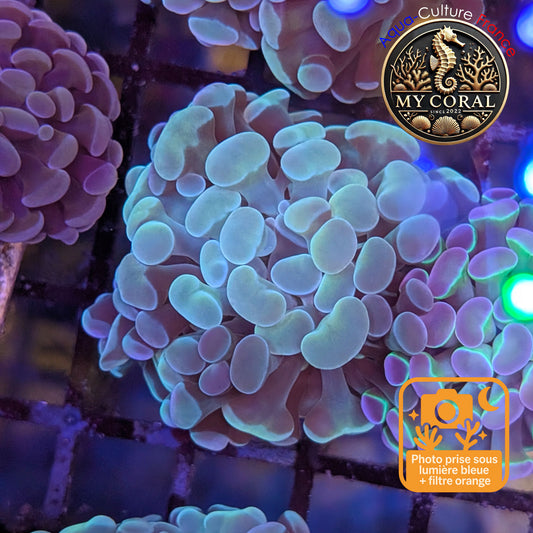 Euphyllia de Culture WYSIWYG- Paraancora - Raimbow Cream - EPRC003