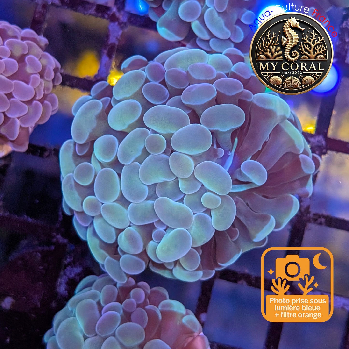 Euphyllia de Culture WYSIWYG- Paraancora - Raimbow Cream - EPRC004