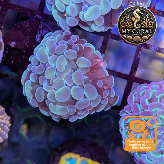 Euphyllia de Culture WYSIWYG- Paraancora - Raimbow Cream - EPRC006