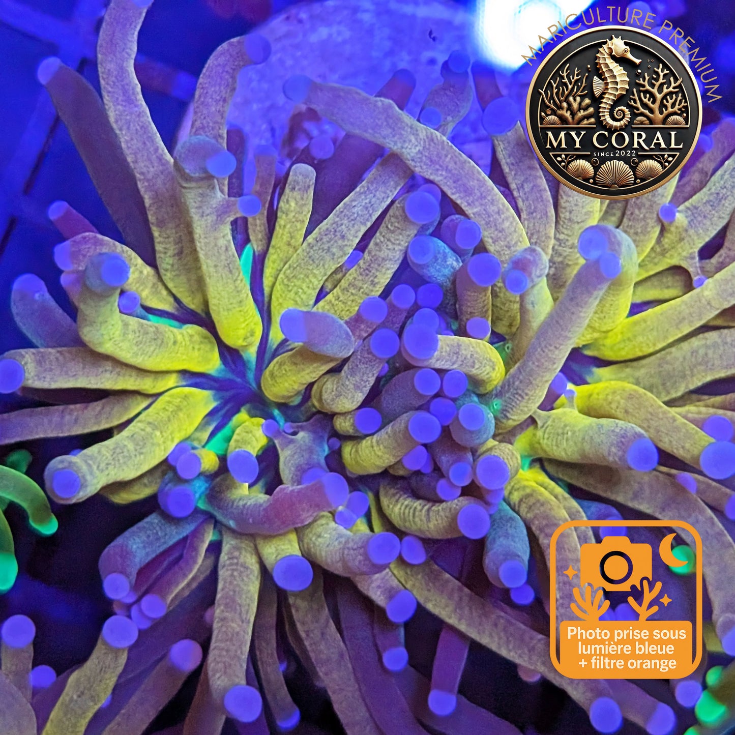 Euphyllia de Culture WYSIWYG- Glabrescens - TIGER TORCH à la Demande