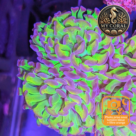 Euphyllia de Culture WYSIWYG- Paraancora - HOLOGRAM Gold - EPHG110