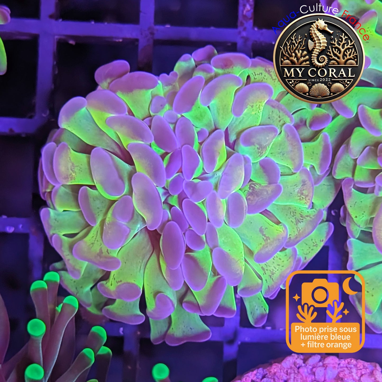 Euphyllia de Culture WYSIWYG- Paraancora - HOLOGRAM Gold - EPHG112