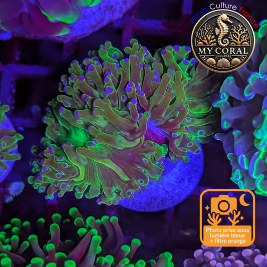 Euphyllia de Culture WYSIWYG- Paradivisa - Green/Blue- 3 Têtes  - EPDG110