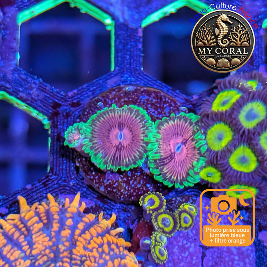 Zoanthus de Culture WYSIWYG - Fake Lime Chili - ZFLC206