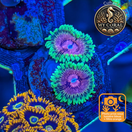 Zoanthus de Culture WYSIWYG - Fake Lime Chili - ZFLC205