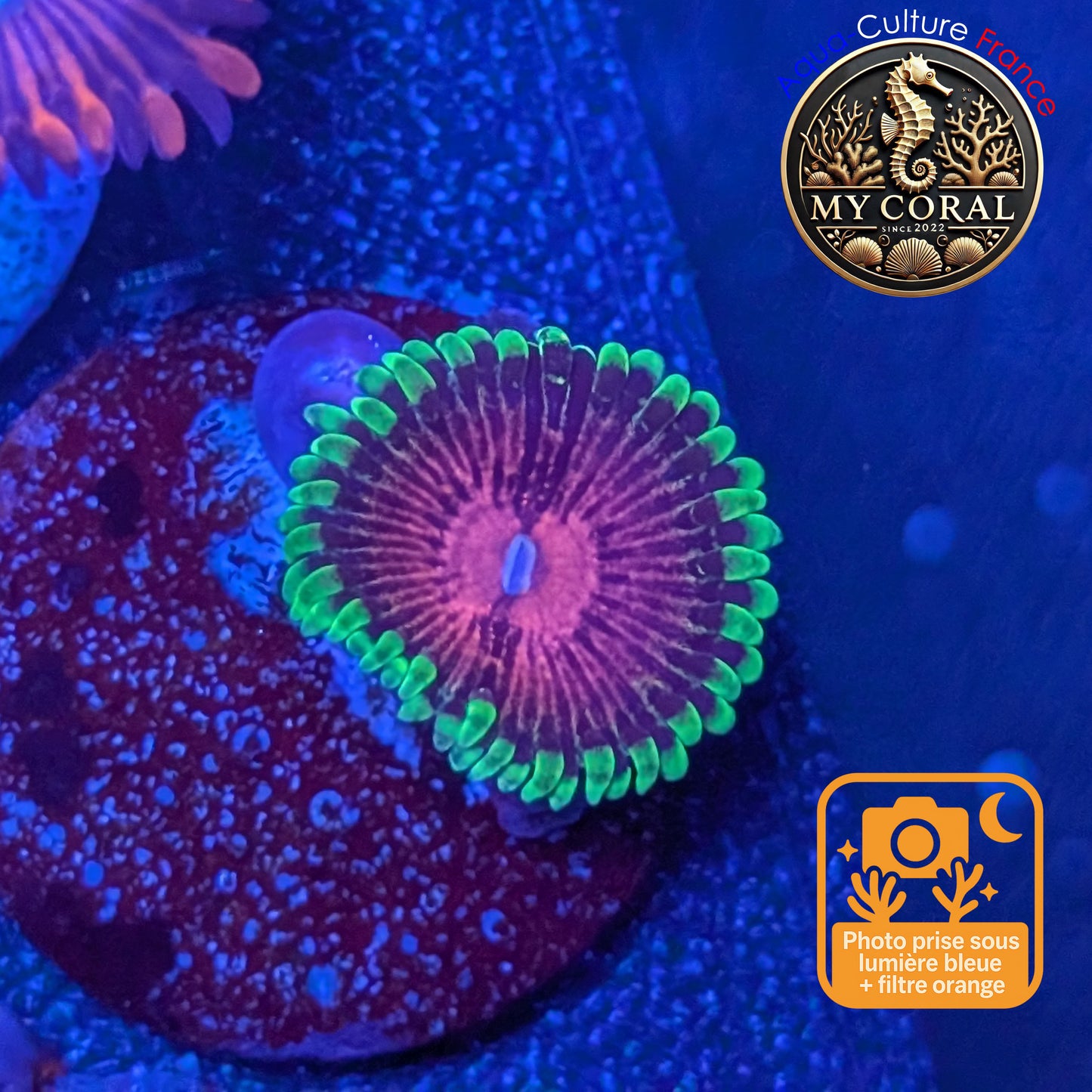 Zoanthus de Culture WYSIWYG - Fake Lime Chili - ZFLC204