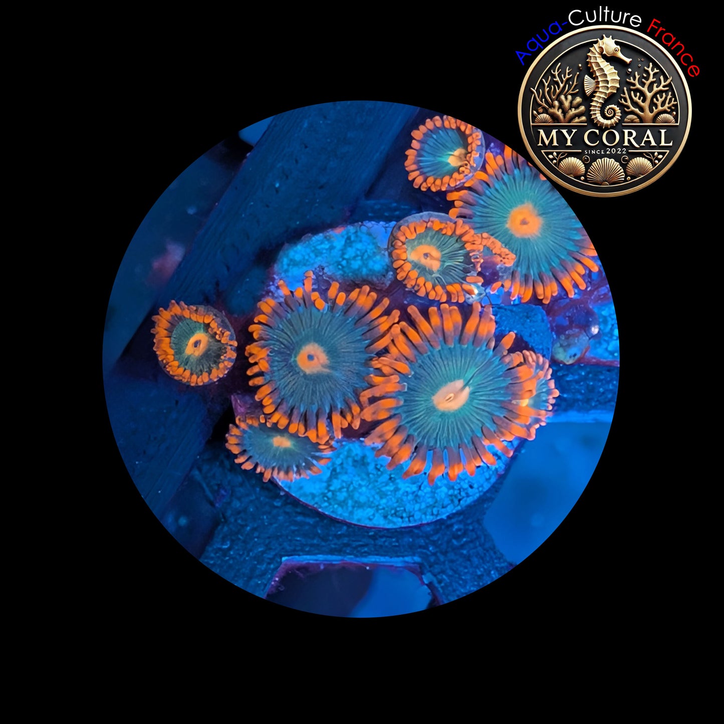 Zoanthus de Culture WYSIWYG - GATORADE - ZGT101