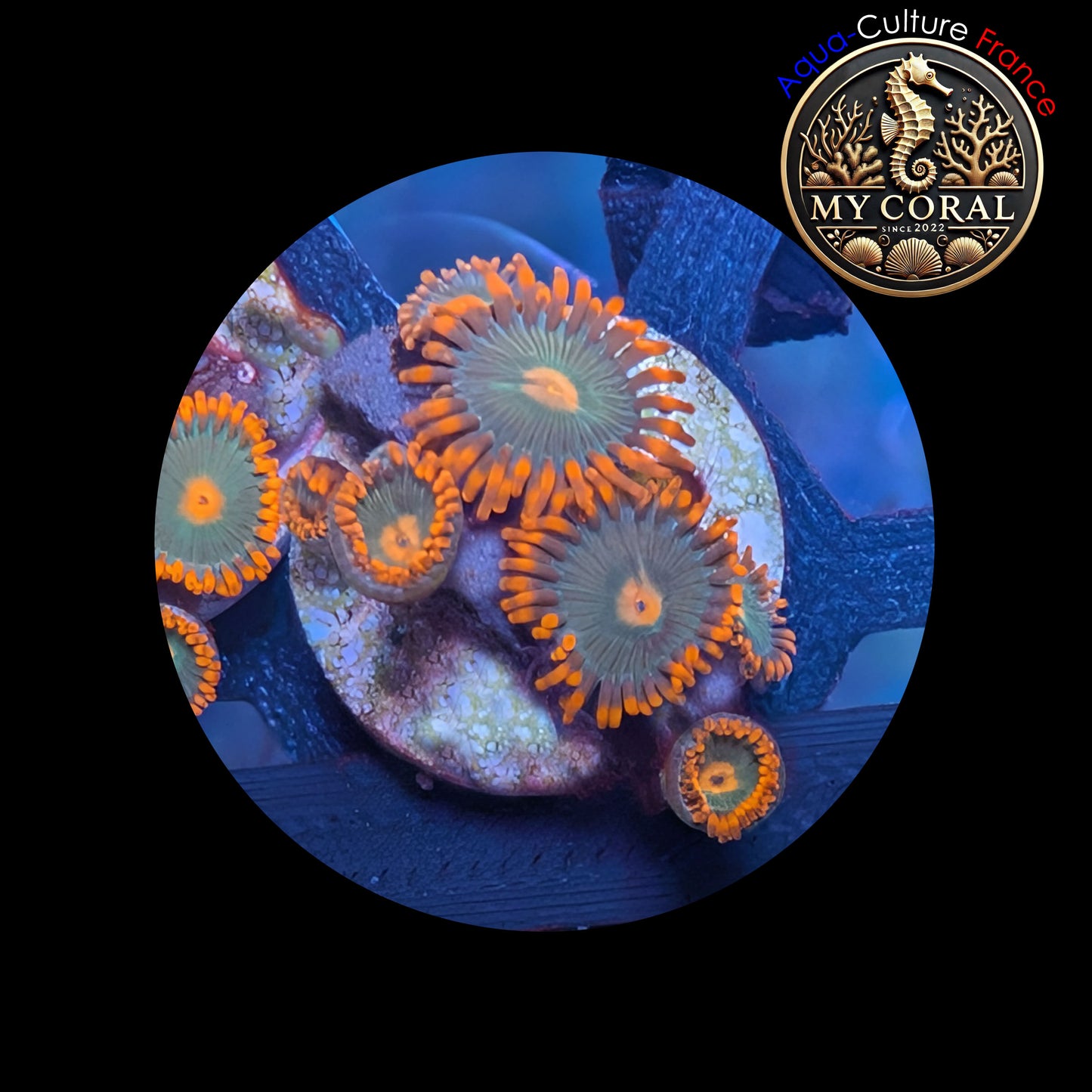 Zoanthus de Culture WYSIWYG - GATORADE - ZGT101