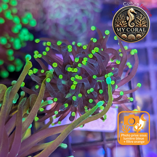 Euphyllia de Culture WYSIWYG- Glabrescens - Rasta Torch - EGRT101