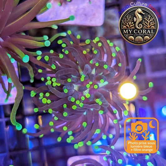 Euphyllia de Culture WYSIWYG- Glabrescens - Rasta Torch - EGRT102