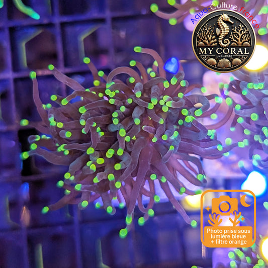 Euphyllia de Culture WYSIWYG- Glabrescens - Rasta Torch - EGRT103