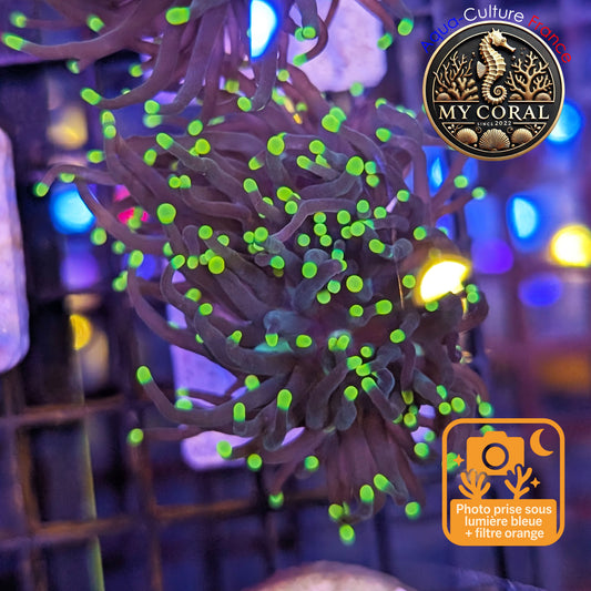 Euphyllia de Culture WYSIWYG- Glabrescens - Rasta Torch - EGRT106