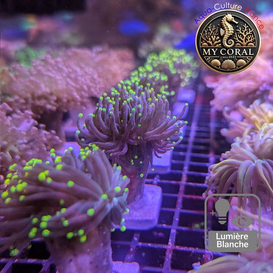 Euphyllia de Culture WYSIWYG- Glabrescens - Rasta Torch - EGRT107