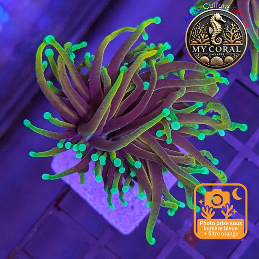 Euphyllia de Culture WYSIWYG- Glabrescens - Dragon Soul (2 Têtes) - EGDS102