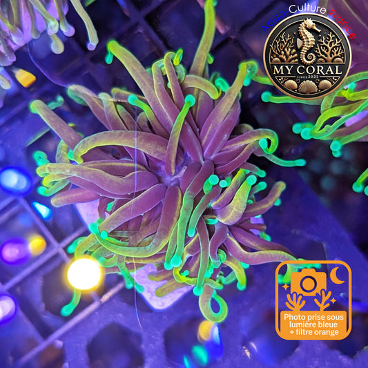 Euphyllia de Culture WYSIWYG- Glabrescens - Dragon Soul (2 Têtes) - EGDS101