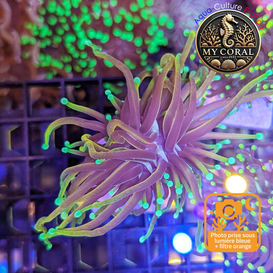 Euphyllia de Culture WYSIWYG- Glabrescens - Dragon Soul (2 Têtes) - EGDS104