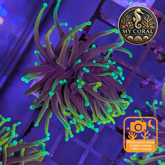 Euphyllia de Culture WYSIWYG- Glabrescens - Dragon Soul (2 Têtes) - EGDS106