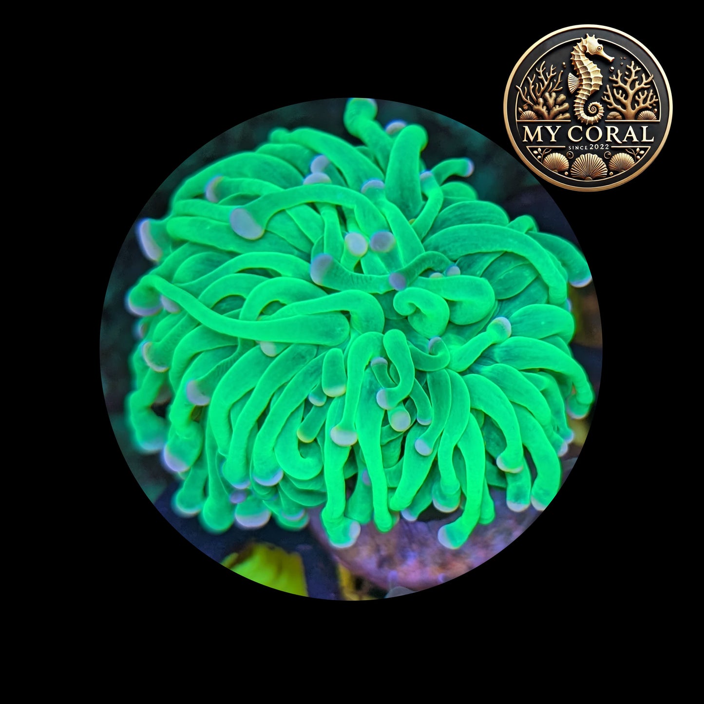 Euphyllia de Culture WYSIWYG- Glabrescens - GREEN TORCH  - EGGT102