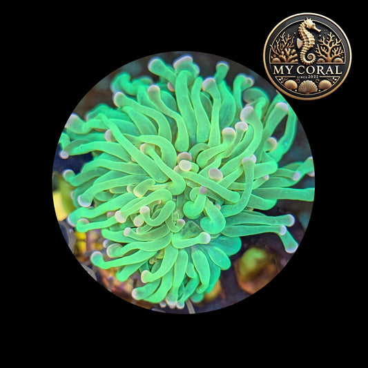 Euphyllia de Culture WYSIWYG- Glabrescens - GREEN TORCH  - EGGT102