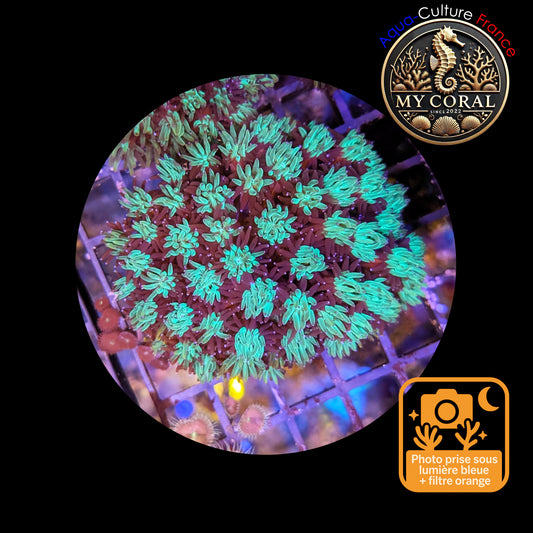 Galaxea de Culture WYSIWYG - GL103 L