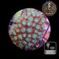 Galaxea de Culture WYSIWYG - GL101 XL