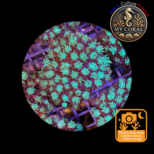 Galaxea de Culture WYSIWYG - GL105 L