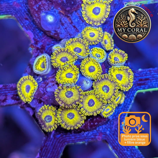 Zoanthus de Culture WYSIWYG - Colonie de Golden Hornet - ZGH203